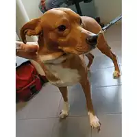 Foto dell\'animale cane - Matr. 2023/0500 - Microchip 380260044932305