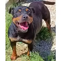Foto dell\'animale cane - Matr. 2023/0502 - Microchip 380260044930375