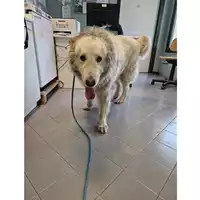 Foto dell\'animale cane - Matr. 2023/0503 - Microchip 380260044931856