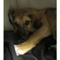 Foto dell\'animale cane - Matr. 2023/0504 - Microchip 380260044733153