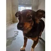 Foto dell\'animale cane - Matr. 2023/0505 - Microchip 380260044929845
