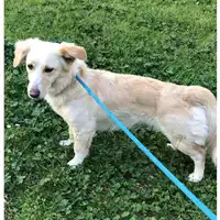 Foto dell\'animale cane - Matr. 2023/0510 - Microchip 380260160065906