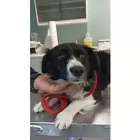 Foto dell\'animale cane - Matr. 2023/0507 - Microchip 380260044930255