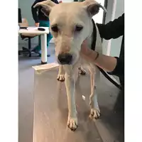 Foto dell\'animale cane - Matr. 2023/0508 - Microchip 380260044929413
