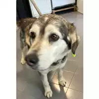 Foto dell\'animale cane - Matr. 2023/0520 - Microchip 981100002485157
