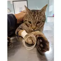 Foto dell\'animale gatto - Matr. 2023/0522 - Microchip 380260044926573