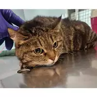 Foto dell\'animale gatto - Matr. 2023/0523 - Microchip 380260044931760