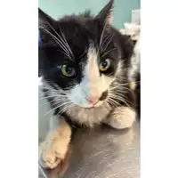 Foto dell\'animale gatto - Matr. 2021/2114 - Microchip 380260044579923