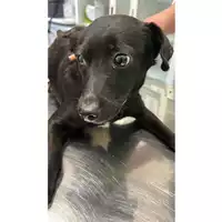 Foto dell\'animale cane - Matr. 2023/0526 - Microchip 380260044750924