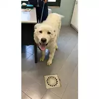 Foto dell\'animale cane - Matr. 2023/0527 - Microchip 380260102389886
