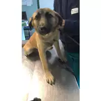 Foto dell\'animale cane - Matr. 2023/0528 - Microchip 380260044927380
