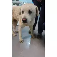 Foto dell\'animale cane - Matr. 2023/0532 - Microchip 380260044926589