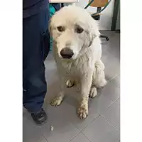 Foto dell\'animale cane - Matr. 2023/0533 - Microchip 380260044929915