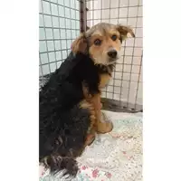 Foto dell\'animale cane - Matr. 2023/0535 - Microchip 380260044930271