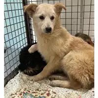 Foto dell\'animale cane - Matr. 2023/0536 - Microchip 380260044926754