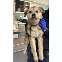 Foto dell\'animale cane - Matr. 2023/0537 - Microchip 380260044730782