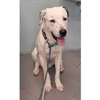 Foto dell\'animale cane - Matr. 2023/0542 - Microchip 380260044926489