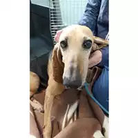 Foto dell\'animale cane - Matr. 2023/0543 - Microchip 380260042129640