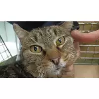 Foto dell\'animale gatto - Matr. 2023/0541 - Microchip 380260044929647