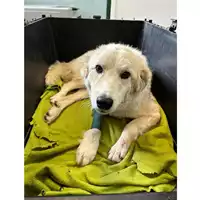 Foto dell\'animale cane - Matr. 2023/0546 - Microchip 380260044929614
