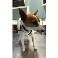 Foto dell\'animale cane - Matr. 2023/0547 - Microchip 380260044926850