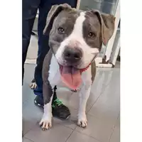 Foto dell\'animale cane - Matr. 2023/0548 - Microchip 380260043862619