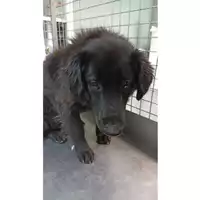 Foto dell\'animale cane - Matr. 2023/0551 - Microchip 380260044931459