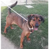 Foto dell\'animale cane - Matr. 2016/2128 - Microchip 380260042716684