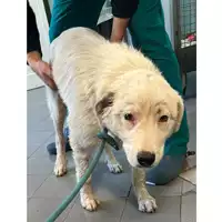 Foto dell\'animale cane - Matr. 2023/0552 - Microchip 380260044931639
