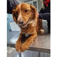 Foto dell\'animale cane - Matr. 2023/0555 - Microchip 380260044932393
