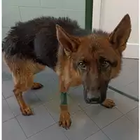 Foto dell\'animale cane - Matr. 2023/0556 - Microchip 380260044932031