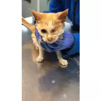 Foto dell\'animale gatto - Matr. 2023/0557 - Microchip 380260044927109