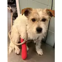 Foto dell\'animale cane - Matr. 2023/0559 - Microchip 380260044929769