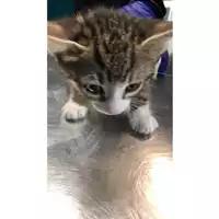 Foto dell\'animale gatto - Matr. 2023/0562 - Microchip 380260044931432
