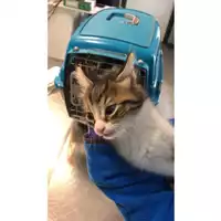 Foto dell\'animale gatto - Matr. 2023/0563 - Microchip 380260044929780