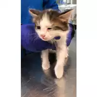 Foto dell\'animale gatto - Matr. 2023/0565 - Microchip 380260044931682