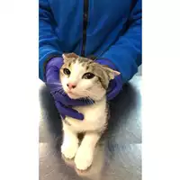 Foto dell\'animale gatto - Matr. 2023/0566 - Microchip 380260044931914