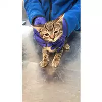 Foto dell\'animale gatto - Matr. 2023/0567 - Microchip 380260044751180