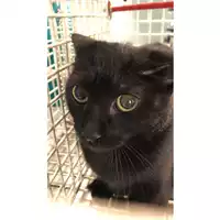 Foto dell\'animale gatto - Matr. 2023/0568 - Microchip 380260044750878