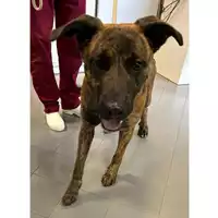 Foto dell\'animale cane - Matr. 2023/0569 - Microchip 380260044750974