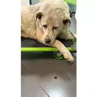 Foto dell\'animale cane - Matr. 2023/0572 - Microchip 380260044750599