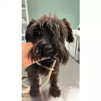 Foto dell\'animale cane - Matr. 2023/0573 - Microchip 380260171512318