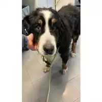 Foto dell\'animale cane - Matr. 2023/0574 - Microchip 900008800218234