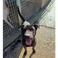 Foto dell\'animale cane - Matr. 2023/0261 - Microchip 380260044750632