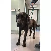 Foto dell\'animale cane - Matr. 2023/0580 - Microchip 380260102081519