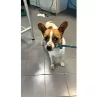 Foto dell\'animale cane - Matr. 2023/0581 - Microchip 380260044749219
