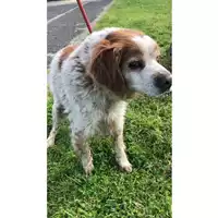 Foto dell\'animale cane - Matr. 2023/0583 - Microchip 981100000776614