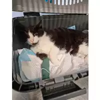 Foto dell\'animale gatto - Matr. 2023/0586 - Microchip 380260044750623