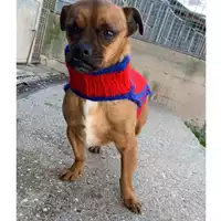 Foto dell\'animale cane - Matr. 2023/0584 - Microchip 380260171005472