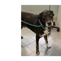 Foto dell\'animale cane - Matr. 2013/0624 - Microchip 380260000984180